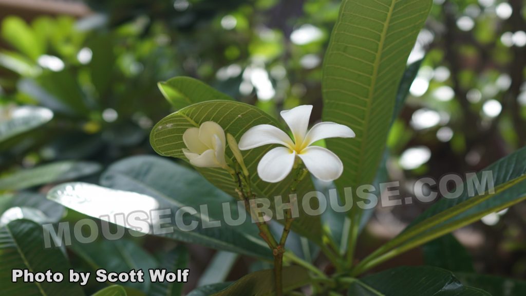 The plumeria is just one of the many native trees found at Aulani 